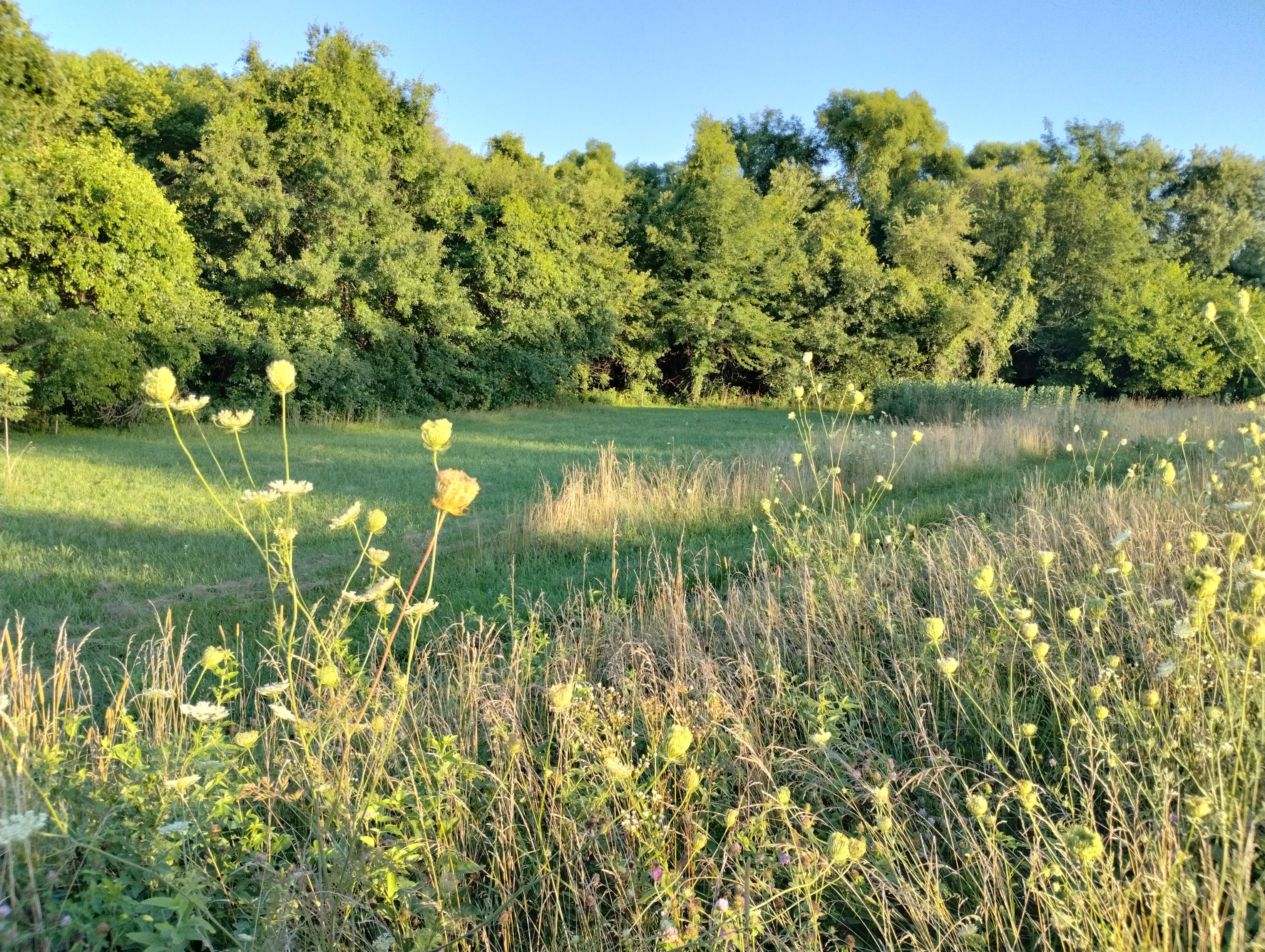 Scenic view of east slope on Slow Walk Slopes with riparian woods in background